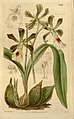 Encyclia cordigera (as syn. Epidendrum macrochilum) plate 3534 in: Curtis's Bot. Magazine (Orchidaceae), vol. 63, (1836)