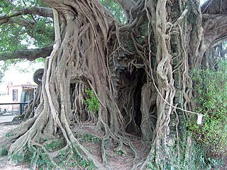 Kam Tin Tree House (Banyan tree)