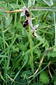 Ophrys lunulata