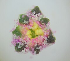 Quinoa flower