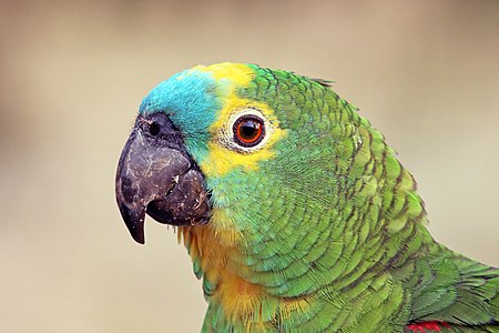 "Turquoise-fronted_amazon_(Amazona_aestiva)_head.JPG" by User:Charlesjsharp