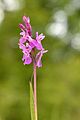 Dactylorhiza russowii Estonia - Niitvälja Bog