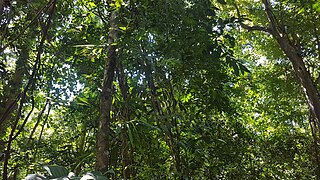 Dense lianas in a tropical lowland coastal forest in Mindanao, Philippines 01.jpg