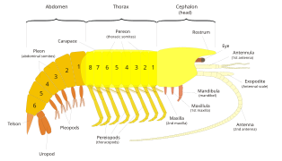 Malacostraca