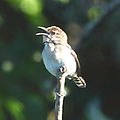 English: Tooth-billed Wren (Odontorchilus cinereus, cat.)