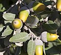 Quercus rotundifolia