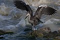 72 Young White Necked Heron uploaded by Kasia-aus, nominated by A.Savin