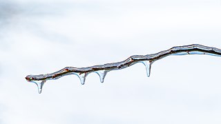 Twig with buds covered by ice