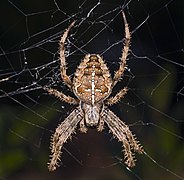 Araneus diadematus (European garden spider) dorsal side.