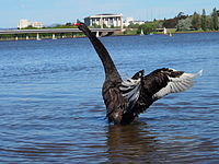 A black swan stretching its wings and neck