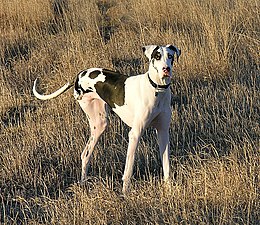 Three-legged harlequin