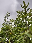 Guava Tree below the sky 01.jpg