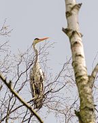 Grey Heron