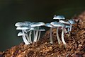 Mycenaceae (Mycena interrupta)