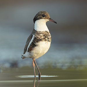 "Red-kneed_Dotterel_-_Pitt_Town_Lagoon.jpg" by User:JJ Harrison