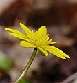 Frühlings-Scharbockskraut - Ficaria verna, im Käfertaler Wald