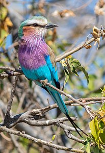 "Carraca_lila_(Coracias_caudata),_parque_nacional_de_Chobe,_Botsuana,_2018-07-28,_DD_30.jpg" by User:Poco a poco