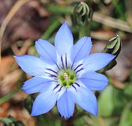 Gentiana thunbergii