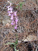 Orchis × sezikiana
