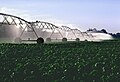 Pivot irrigation on cotton