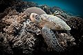 79 Sea Turtle in Apo Island uploaded by Anna Varona, nominated by Tomer T,  19,  1,  0