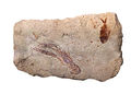 20 Fossil shrimp uploaded by Mbz1, nominated by Mbz1