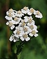 "Yarrow_(Achillea_millefolium).jpg" by User:PetarM