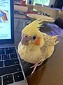 "Young_cockatiel.jpg" by User:Memenkeke