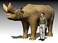 Arsinoitherium scale NSF.