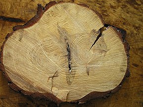 Dual pith with bark pocket on Pinus sylvestris, Białowieża forest, Poland, June 2006