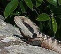 40 Eastern Water Dragon Clontarf uploaded by 99of9, nominated by 99of9