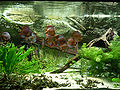 Symphysodon tank