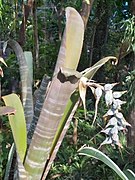 Billbergia vittata