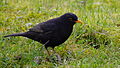 Amsel, Männchen - Turdus merula, in Vogelstang