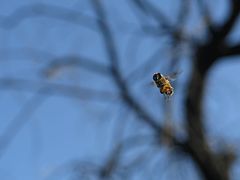 Abeja en pleno vuelo en las cercanías de Santiago.jpg