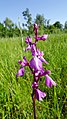 Anacamptis palustris Germany - Ichenheim