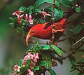 Vestiaria coccinea (cat.)