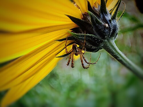 Macro photography of a spider under a flower.