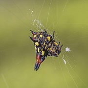 Gasteracantha geminata (Oriental spiny orb-weaver) ventral