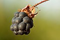 51 Rubus caesius fruit - Keila uploaded by Iifar, nominated by Iifar,  19,  0,  0