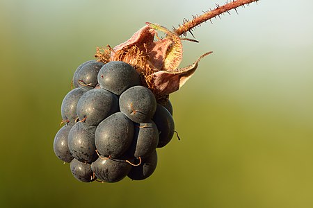"Rubus_caesius_fruit_-_Keila.jpg" by User:Iifar