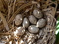 nest of common Moorhenda (Gallinula chloropus)puta