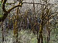 Image 76Moss-covered oak trees in the Bothe-Napa Valley State Park