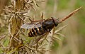 Dark giant horsefly (Tabanus sudeticus) à Pen-er-Malo.