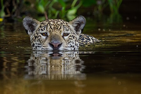 Parque Estadual Encontro das Águas Thomas-Fuhrmann (2023- 01) Jaguar - Panthera onca swimming