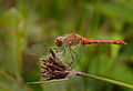 Ruddy darter (Sympetrum sanguineum) à Pen-er-Malo.