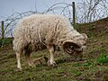 Moutons d'Ouessant 7