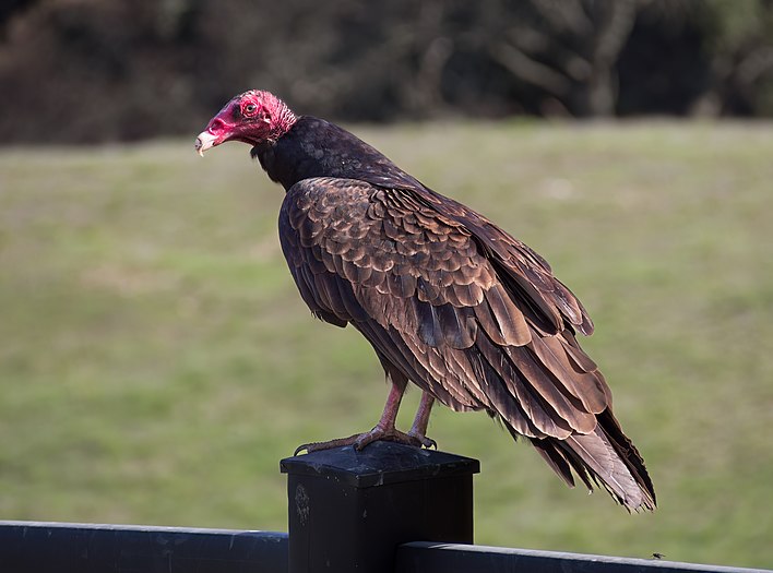 Turkey vulture