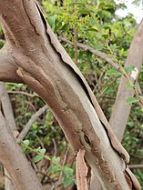 Bark of Lagerstroemia subcostata