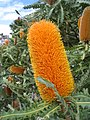 Ashby's Banksia inflorescence